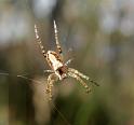 Eriophora_ZZXYX_D5963_Z_75_Home Wendy Eiby_Australie